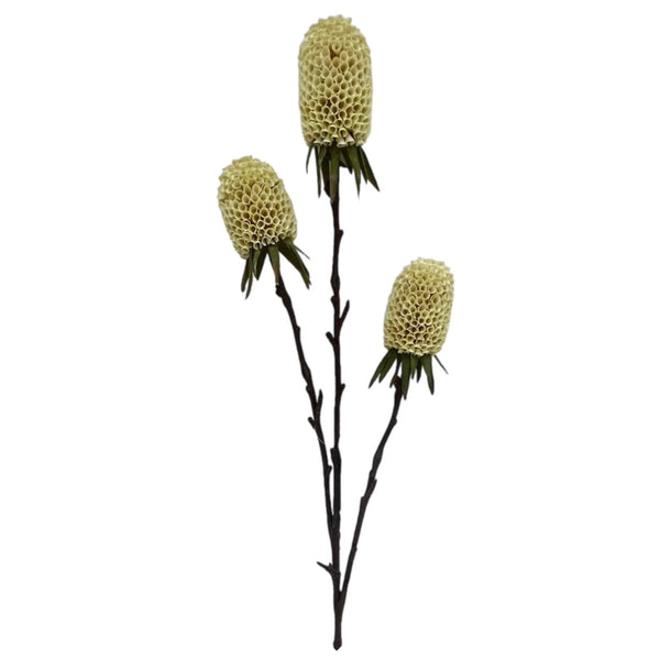 Assorted 29" Banksia Spray, INDIVIDUALLY SOLD