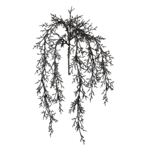 Black Juniper Bush